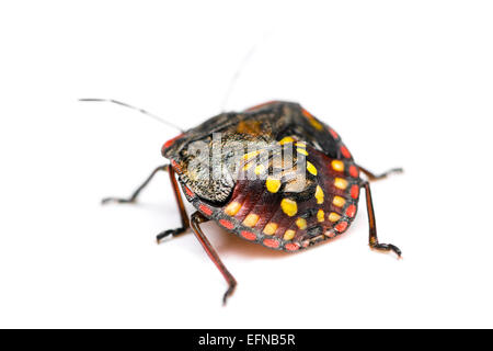 Südlichen grünen Stink Bug, Nezara Viridula, vor weißem Hintergrund Stockfoto