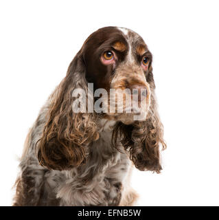 Englischer cocker Spaniel vor weißem Hintergrund Stockfoto