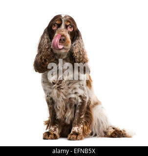 Englischer cocker Spaniel vor weißem Hintergrund Stockfoto