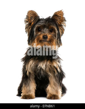 Yorkshire-Terrier vor weißem Hintergrund Stockfoto