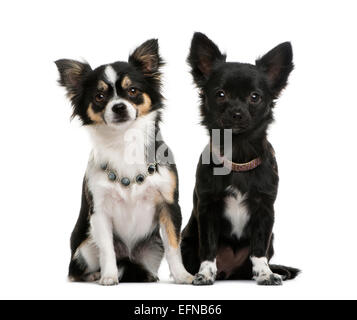 Zwei Chihuahuas nebeneinander vor weißem Hintergrund Stockfoto
