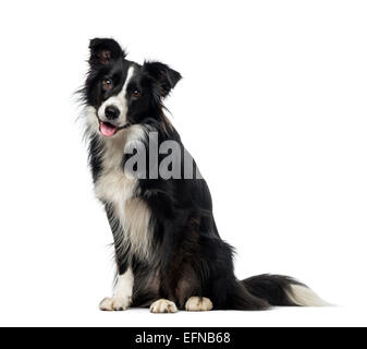 Border Collie (2 Jahre alt) vor weißem Hintergrund Stockfoto