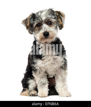 Kreuzen Sie Hund (1 Jahr alt) vor weißem Hintergrund Stockfoto