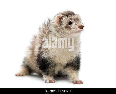 Alten ferret, Mustela Putorius Furo, wegschauen vor weißem Hintergrund Stockfoto