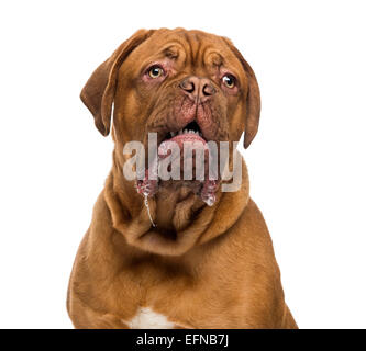 Nahaufnahme von einer Dogge de Bordeaux sabbern (6 Monate alt) vor weißem Hintergrund Stockfoto