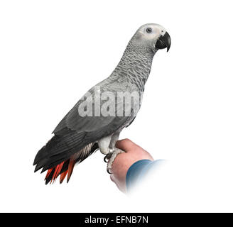 Afrikanisches Grau-Papagei thront auf einer Hand vor weißem Hintergrund Stockfoto