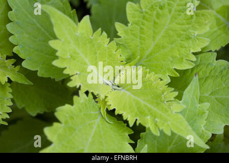 Solenostemon Scutellarioides "Wasabi" wächst in einer geschützten Umgebung. Stockfoto