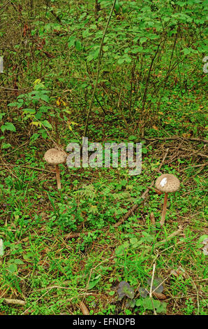 Der Parasol-Pilze wachsen in wilden Wald. Stockfoto