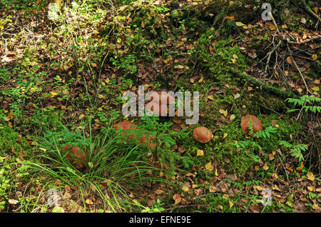 Pilze im Herbst Holz. Stockfoto