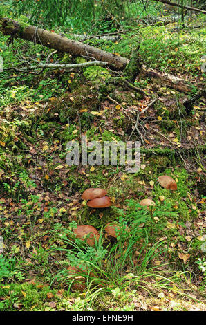 Pilze im Herbst Holz. Stockfoto
