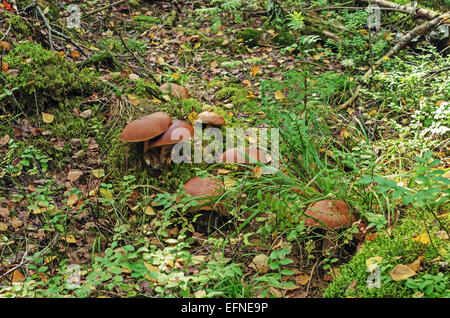 Pilze im Herbst Holz. Stockfoto