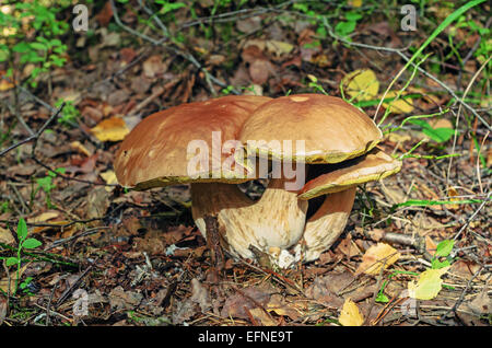 Pilze im Herbst Holz. Stockfoto