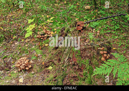 Wächst auf einen Stub Bucht Bolete Pilze, um wächst Honig Pilz Pilze. Stockfoto