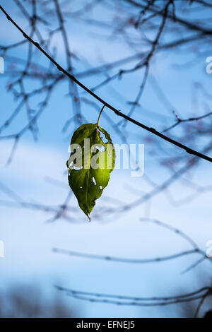 Letzte Blatt am Baum Stockfoto