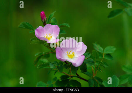 Wilde Rosen im Yellowstone-Nationalpark, United States. Stockfoto