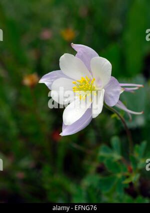 Columbine Einzelblüte in den Rocky Mountains, USA. Stockfoto