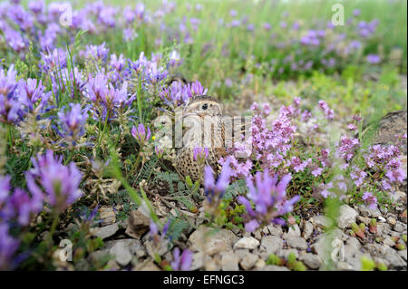 Wachtel Vogel für die Jagd Stockfoto