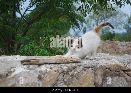 Bild einer griechischen streunende Katze dehnen sich auf einer Wand Stockfoto