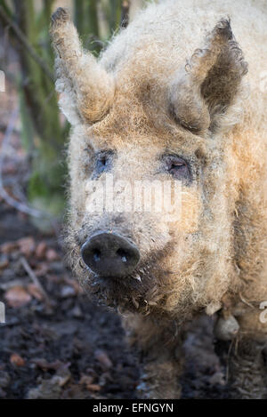 Mangalitza Schweine, Hausschwein, Ungarn Stockfoto