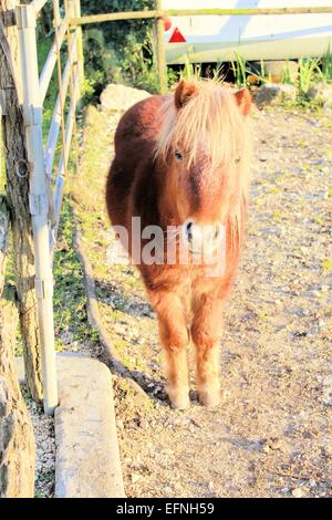 ein nettes Pony in einem Zaun auf dem Bauernhof Stockfoto