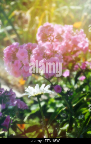 Blumen die Phloxe Stockfoto