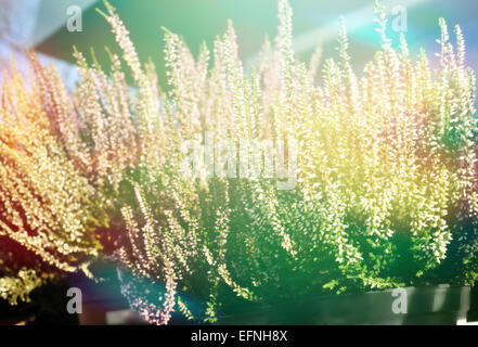 Blumen in Töpfen auf dem Fenster eines Shops Stockfoto