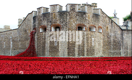 Die Kunstinstallation "Blut Mehrfrequenzdarstellung Länder und Meere of Red" in Gedenken an den ersten Weltkrieg Centenary am Tower of London 3. November 2014 in London. Der trockene Graben des Tower of London hat mit 888.246 Keramik Mohn, eine für jedes Briten und kolonialen gefüllt worden Todesfall während des Krieges. Stockfoto