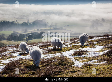 Niedrige Wolken und Nebel über South Shropshire Schafe grasen auf Ragleth Hill, in der Nähe von Kirche Stretton, Shropshire, England Stockfoto