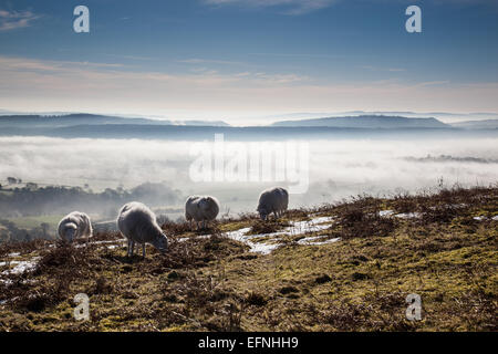 Niedrige Wolken und Nebel über South Shropshire Schafe grasen auf Ragleth Hill, in der Nähe von Kirche Stretton, Shropshire, England Stockfoto