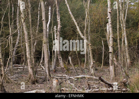 Moorbirke (Betula Pubescens). Sterbende und tote Bäume mit Halterung oder Regal Pilz Fruchtkörper an den Stämmen. Calthorpe breit Stockfoto