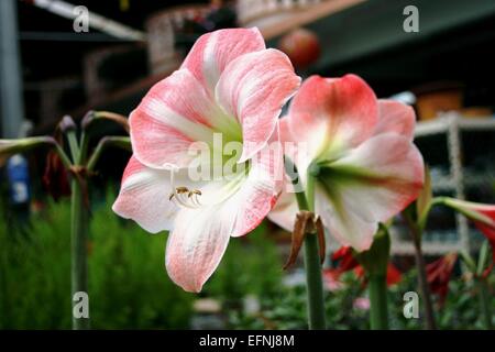 Hippeastrum Apple Blossom Blumen Stockfoto