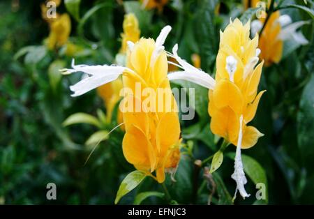 Lutscher Pflanze oder Golden Garnelen Pflanze (Pachystachys Lutea) Stockfoto