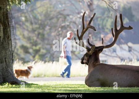 Stier Elche in Mammut Bull Elk Gras in Mammoth Hot Springs und Mann zu Fuß Hund im Hintergrund; Neal Herbert; Juli 2014; Katalog #19433d; Original #2315 Stockfoto