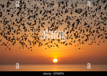 Starling Murmuration vor der Küste von Brighton bei Sonnenuntergang, East Sussex, England. Stockfoto