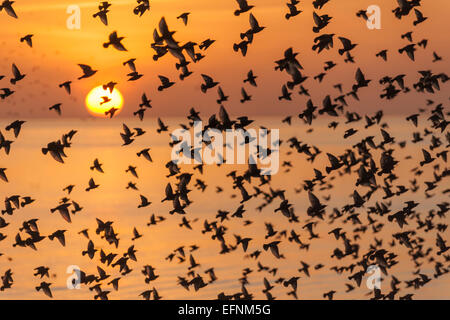 Starling Murmuration vor der Küste von Brighton bei Sonnenuntergang. Stockfoto