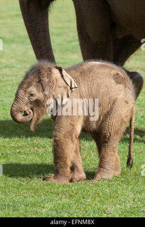 Asiatischen oder indischen Elefanten (Elephas Maximus). Zwanzig Tage alt Kalb neben Kuh. Whipsnade Zoo. ZSL. Bedfordshire. VEREINIGTES KÖNIGREICH. Vierte Stockfoto