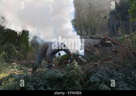 Leyland Zypresse (Cupressus X LeylandiI) Hecke. Gefällt und nun auf einem Garten Feuer verbrannt. Winter. Norfolk. England. VEREINIGTES KÖNIGREICH. BEC Stockfoto