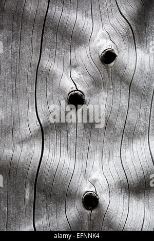 Ein Foto von Neal Herbert im August 2014, das die komplizierten Muster in der Rinde einer toten Lodgepole-Kiefer zeigt. Das Bild hebt den natürlichen Zerfallsprozess und die Texturen hervor, die sich bei der Zersetzung des Baumes bilden. Stockfoto