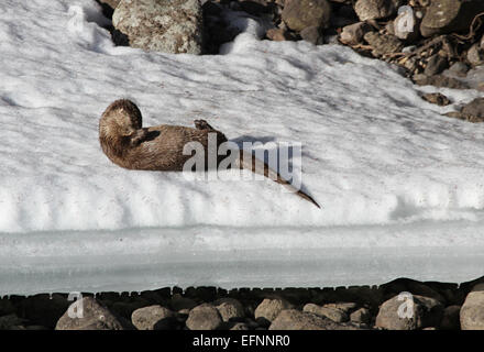 Ein Flussotter wird auf einem Schelfeige am Lamar River im Yellowstone National Park gefangen. Dieses Bild vom April 2013, aufgenommen von Jim Peaco, zeigt das natürliche Verhalten des Ottern in seinem Winterhabitat. Stockfoto
