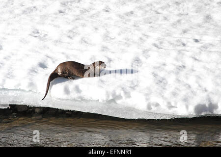 Ein Flussotter ist auf einem Schelfeige neben dem Lamar River im Yellowstone National Park zu sehen. Das Bild wurde von Jim Peaco im April 2013 aufgenommen und zeigt die Tierwelt und die saisonale Landschaft von Yellowstone. Stockfoto