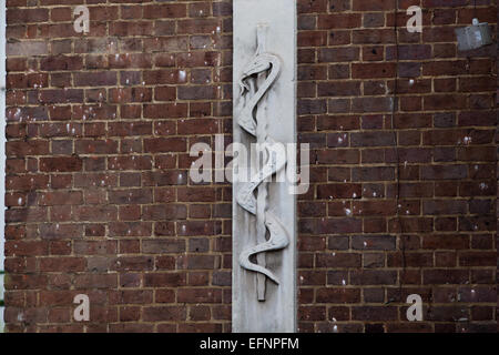 ​Bas - Relief eines verschlungenen Äskulapnatter (Zamensis longissimus longissimus Elaphe), früher. Logo. Hier auf einer Außenwand des St. Bartholomew's Hospital, Charterhouse Square, Barbican, London. Stockfoto