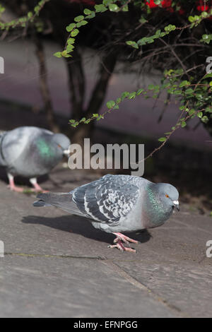 Verwilderte Haustauben (Columba Livia). Frei lebende domestizierte Vögel, manchmal entkam Brieftauben. Stockfoto