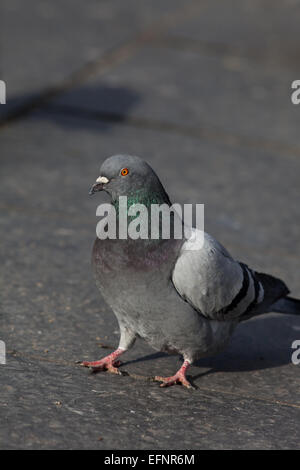 Verwilderte Haustaube (Columba Livia). Frei lebende domestizierten Vogel, manchmal möglicherweise ein entflohener Rennrad oder Brieftaube. Stockfoto