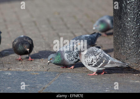 Verwilderte Haustaube (Columba Livia). Frei lebende domestizierte Vögel, manchmal entkam Brieftauben, Nachkommen der Wildnis Stockfoto