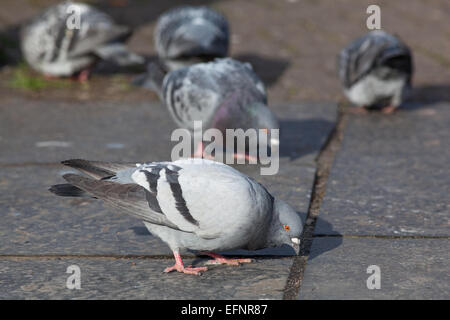 Verwilderte Haustauben (Columba Livia). Frei lebende domestizierte Vögel, Nachkommen der wilden Felsentaube. Stockfoto