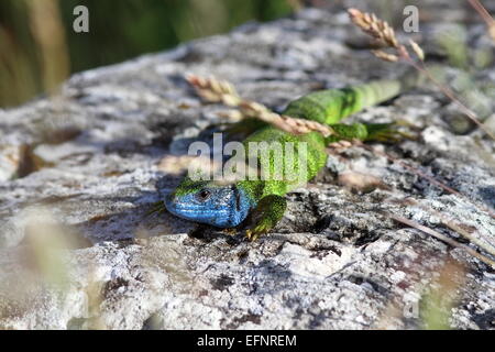 männliche europäische grüne Eidechse (Lacerta Viridis) sonnen sich auf einem Felsen unter einigen Rasen-Zweige Stockfoto