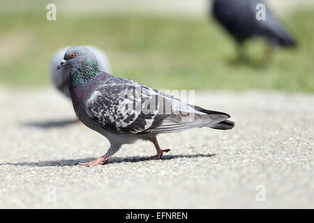 männliche wilde Taube (Columba Livia) zu Fuß auf der Park-Gasse Stockfoto