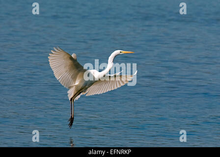 Silberreiher (Ardea Alba), Lago Trasimeno, Umbrien, Italien, Europa Stockfoto