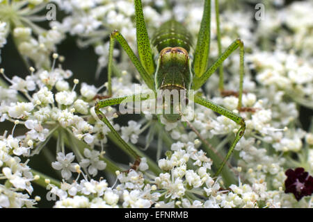 Cricket Insekten essen Rasen Blumen, vor der Kamera. Stockfoto