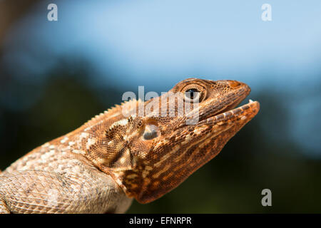 Männliche Rothaarige Agama - Agama Agama hautnah Stockfoto